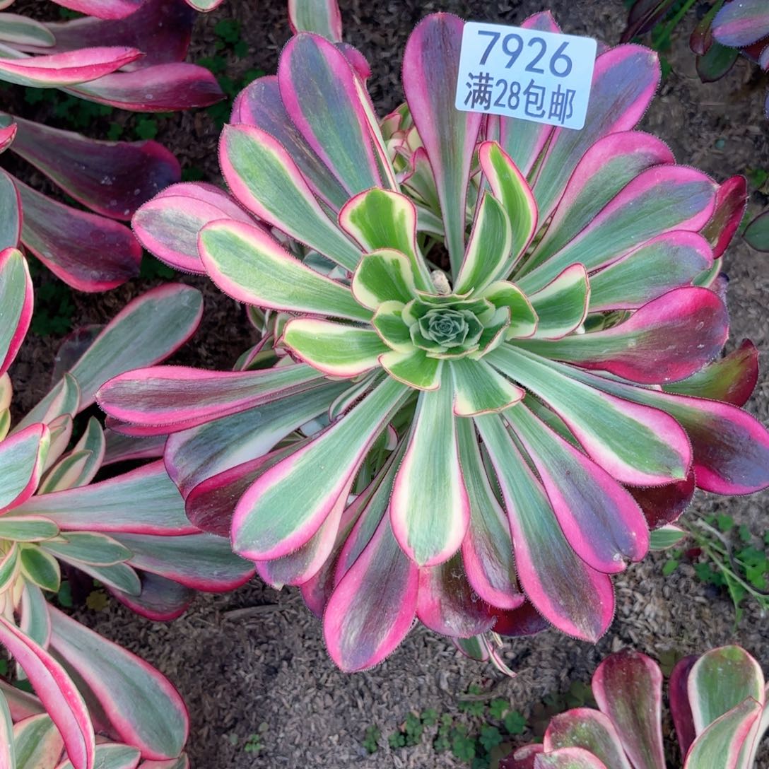 D. 7926冰淇淋多肉处理