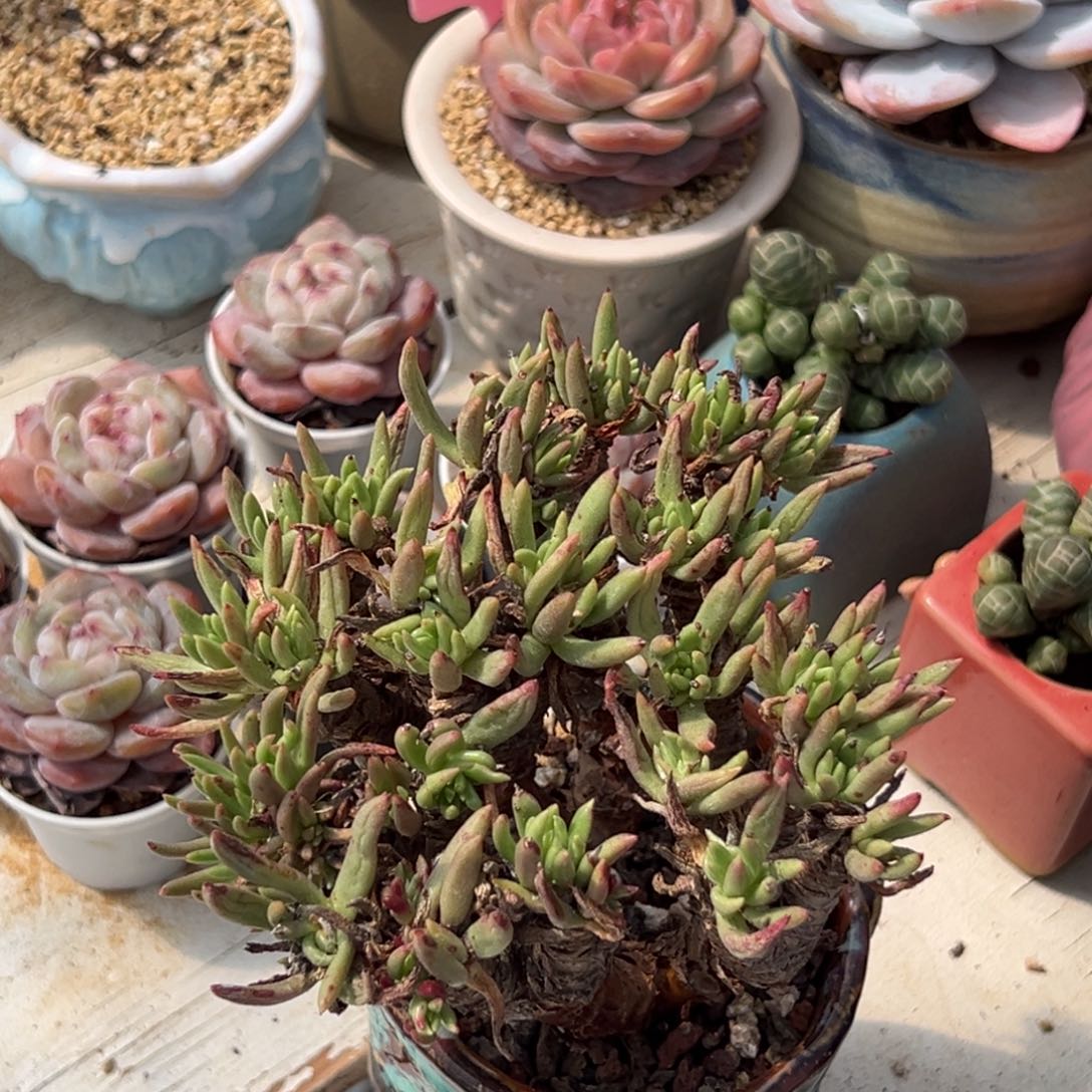 多肉植物一物一拍