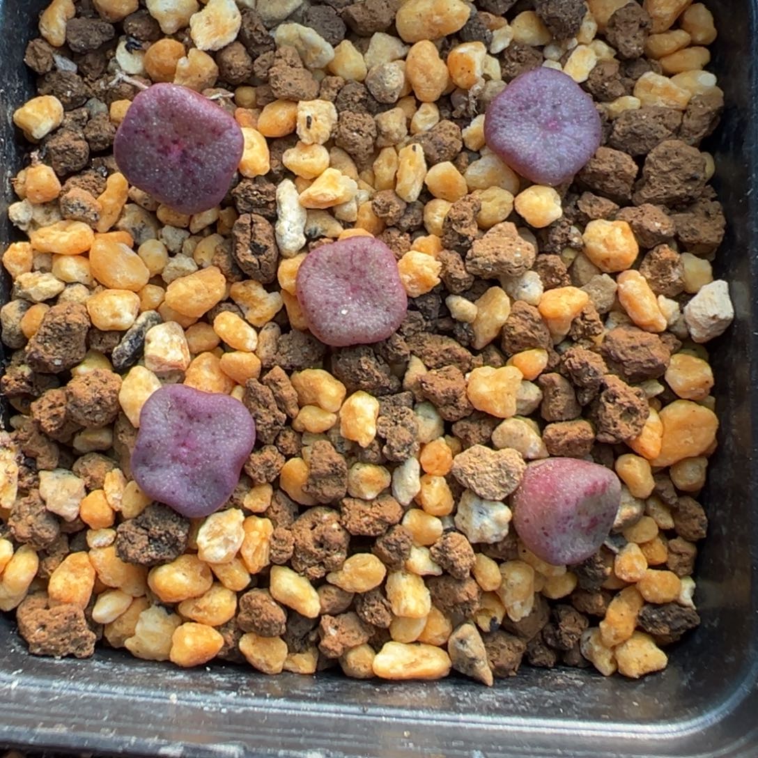 量拍园艺紫方碗一颗