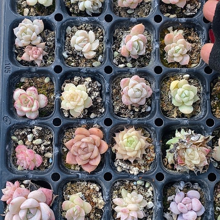 351-352 多肉植物盆栽花卉植物