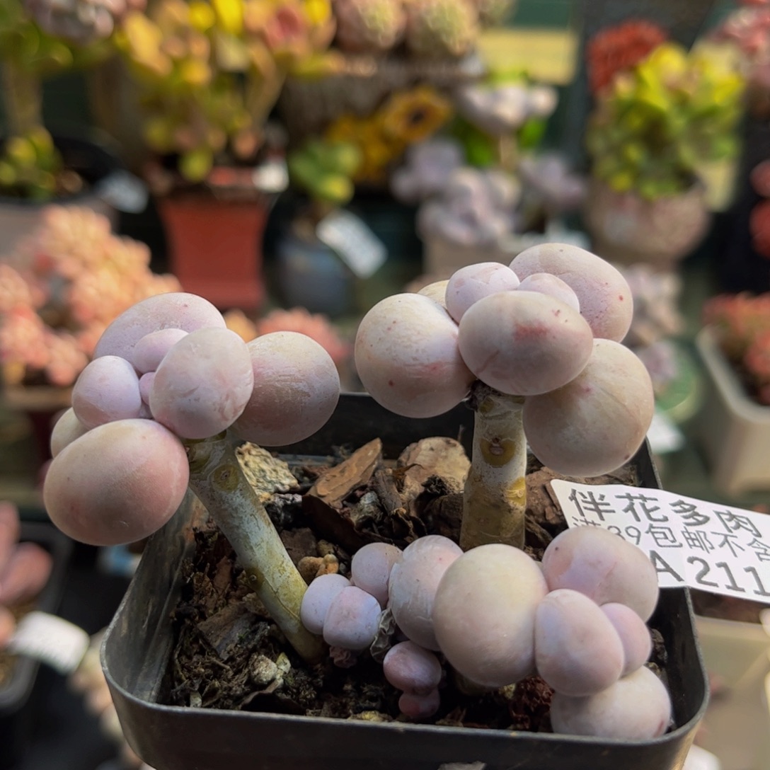 211芭比奶酪6cm多肉