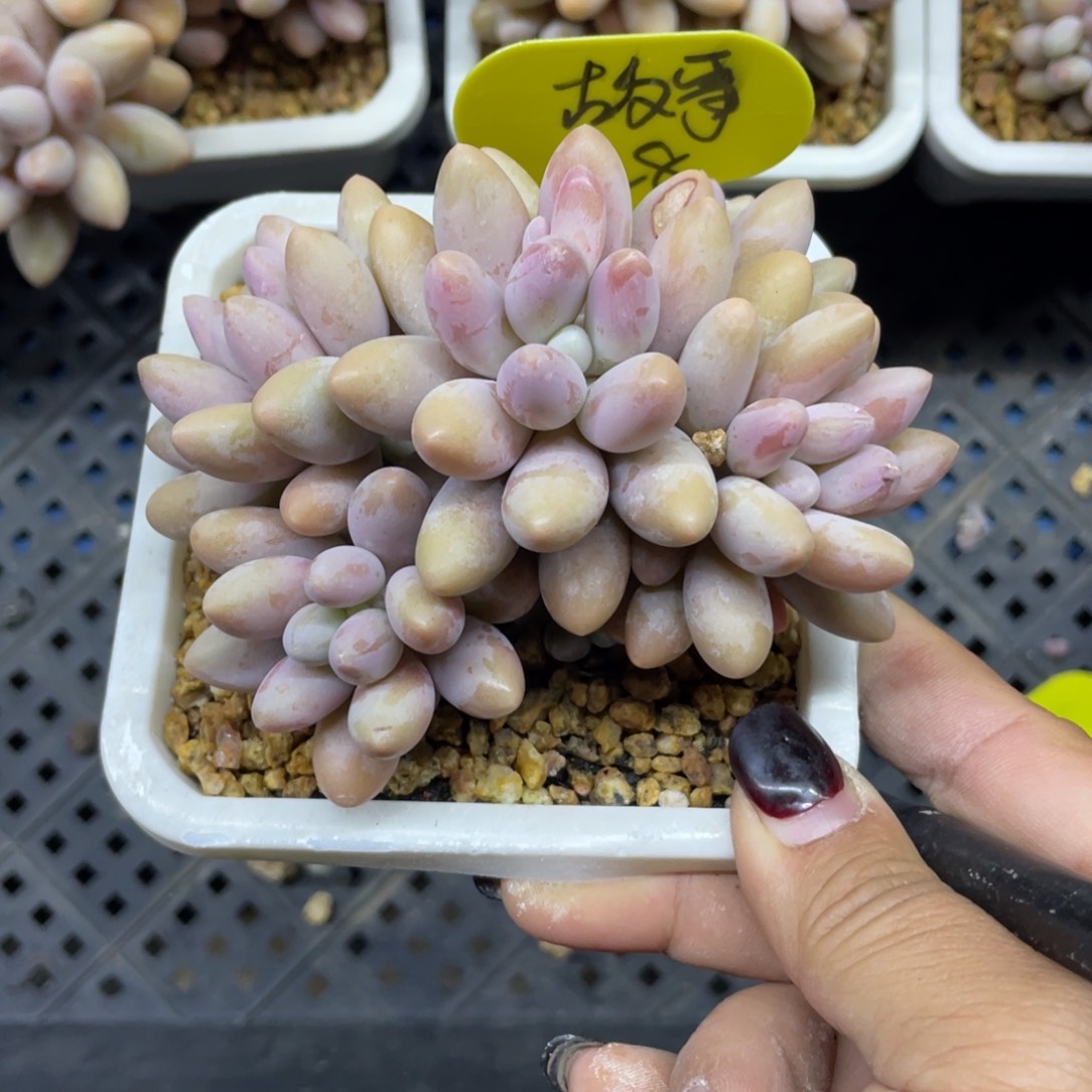 故***肉粉色恋人群生28