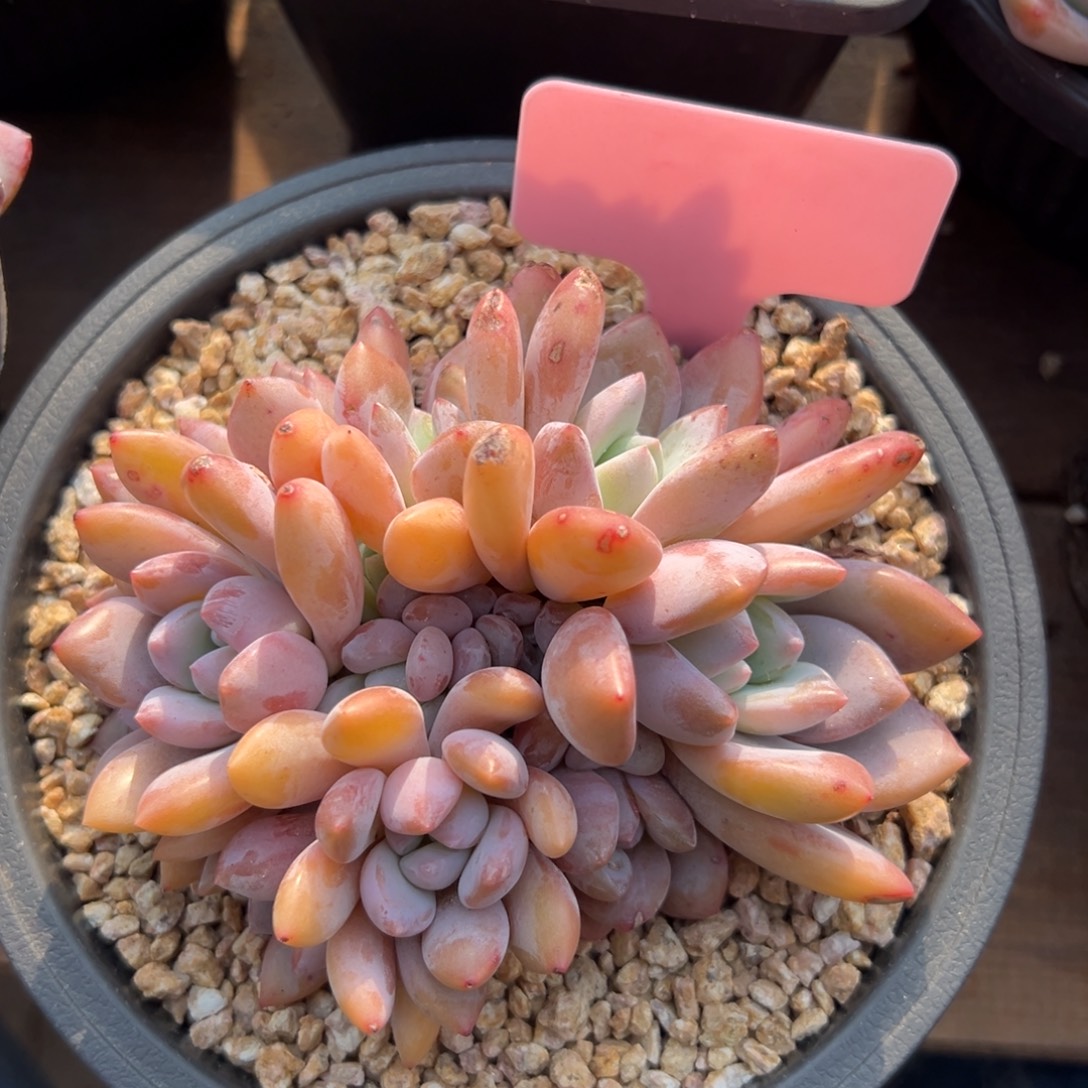 果糖1111111111111111