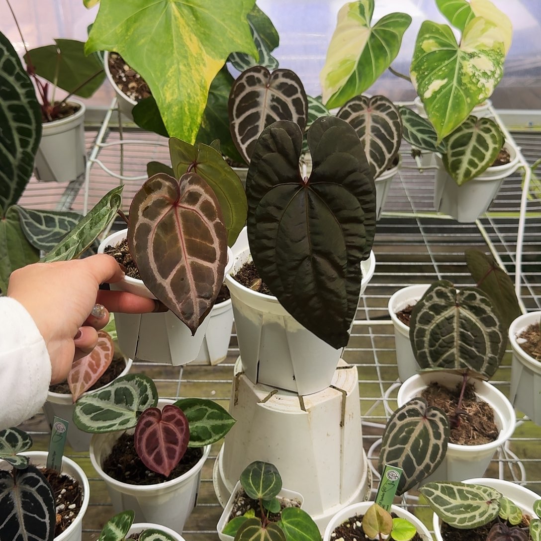 完全开放福利组合 黑桃鸡 红水晶