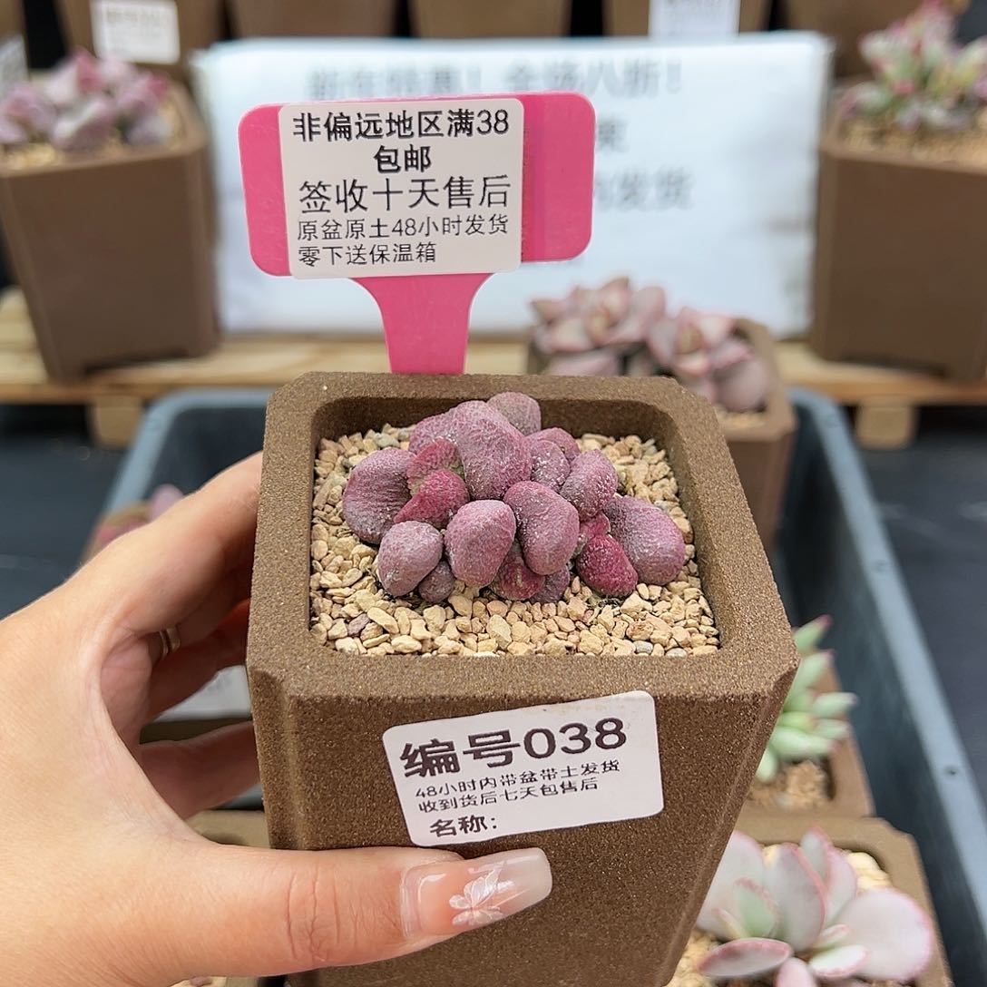 038夏娃多肉植物