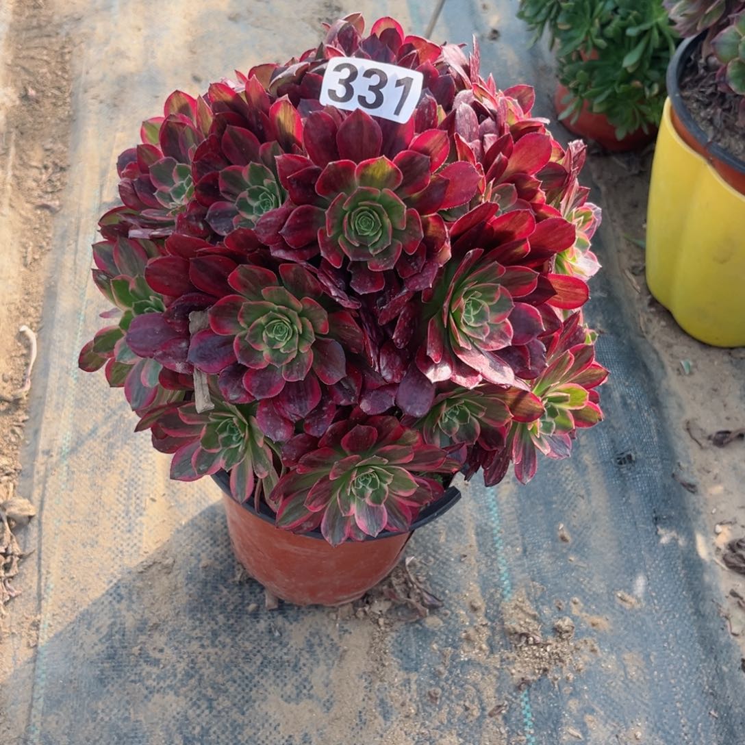 331安娜法师多肉植物