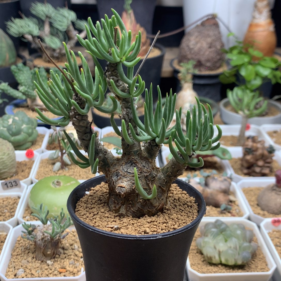 S***默白象奇峰锦脱土多肉