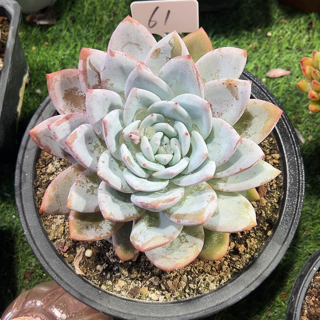 生***歌嫦娥仙子多肉植物