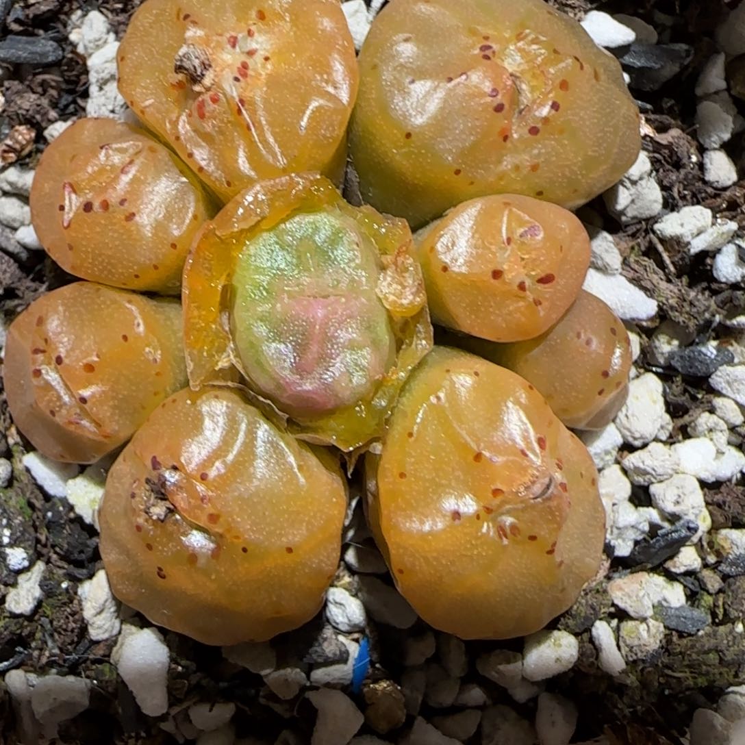 肉锥多肉植物百科1-烧卖1375