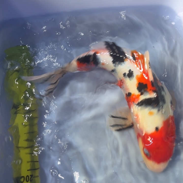 锦鲤锦鲤三色30/33