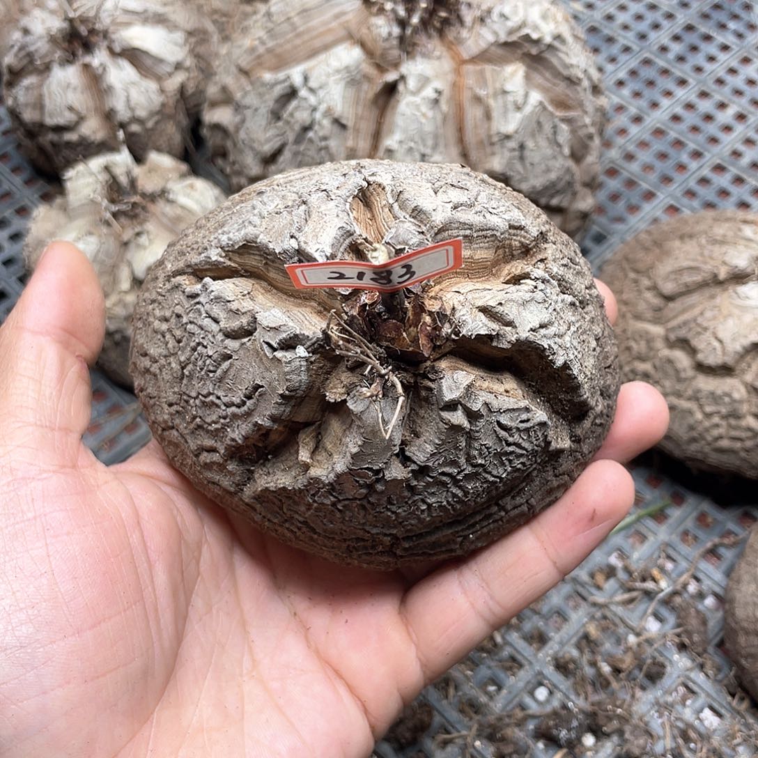 龟甲龙一物一拍2183号10.5cm