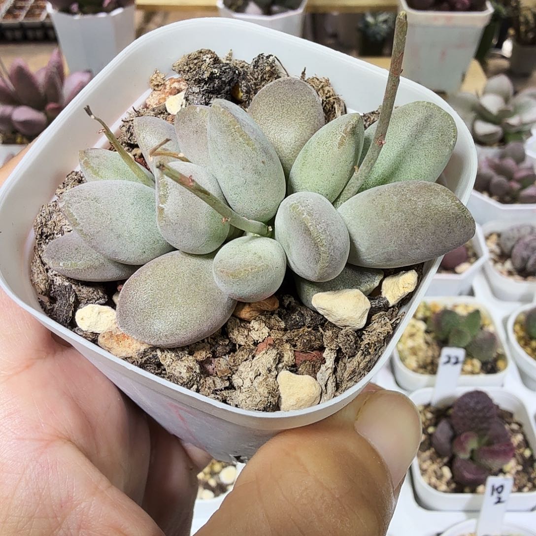 仙桃水泡多肉植物