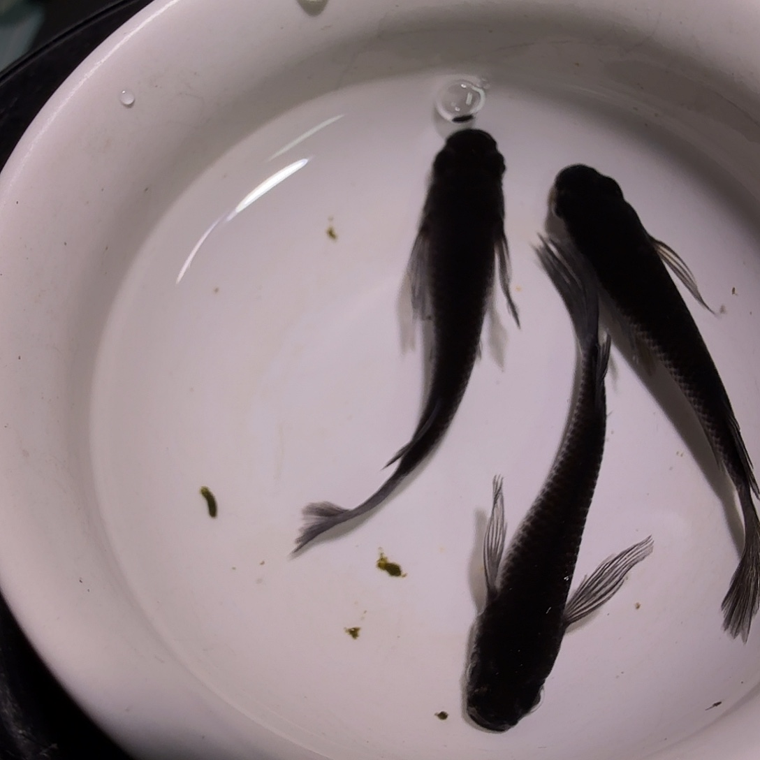 青鳉鱼一物一拍188