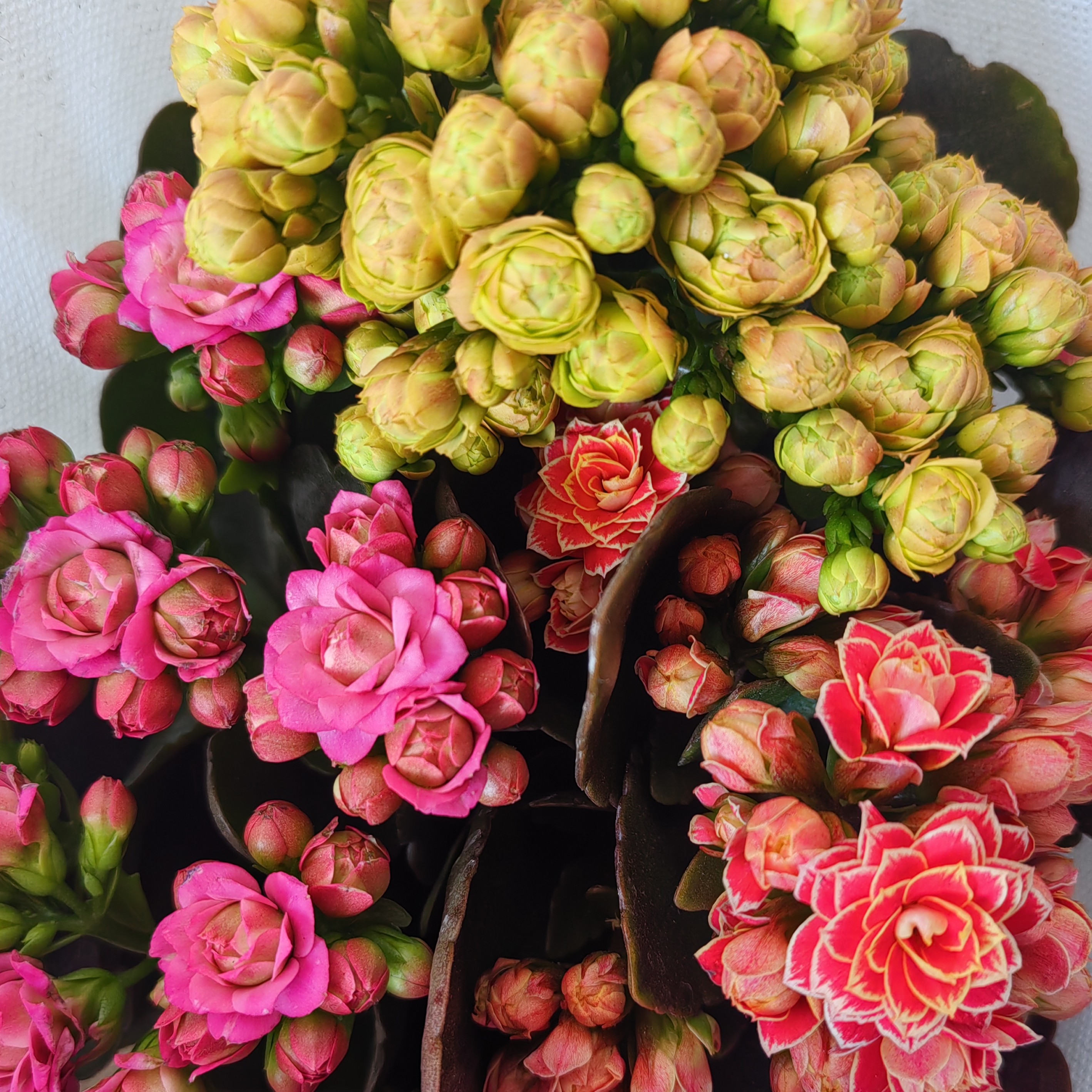 【金丝带＋璎珞＋青苹果】140盆花苞发货