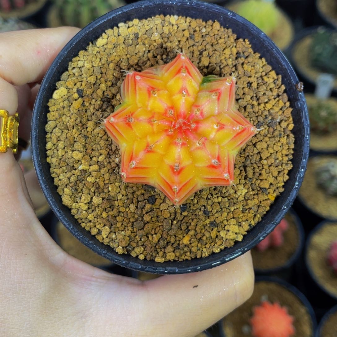 糖果福利00000007