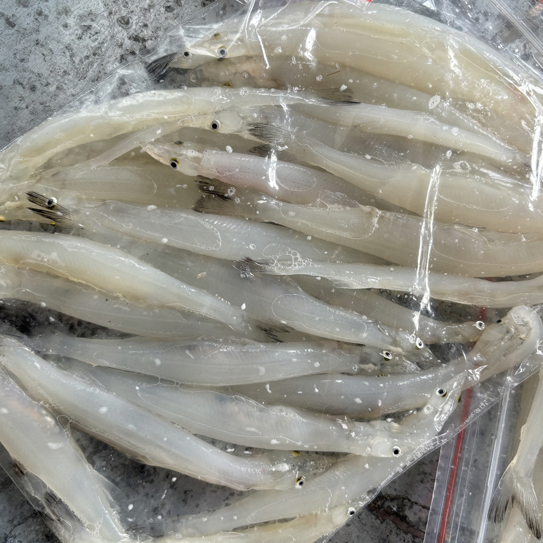 疙瘩楼水库野生银鱼（大 10厘米左右）