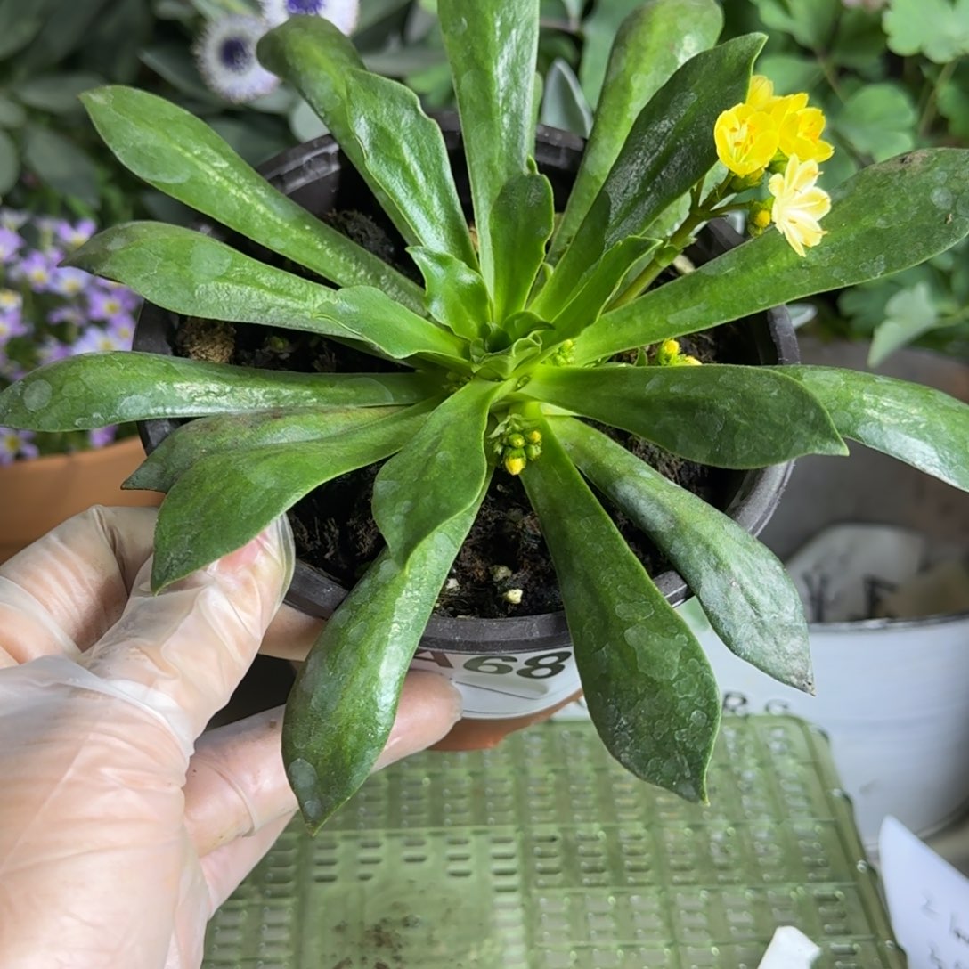 一物一拍  露薇  A681