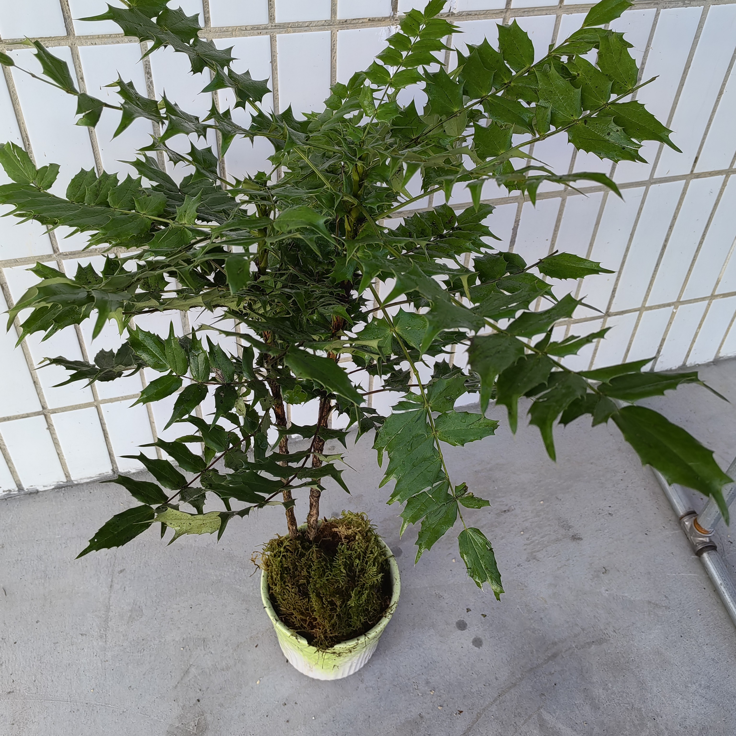 贵州野生九里香十大功劳。
