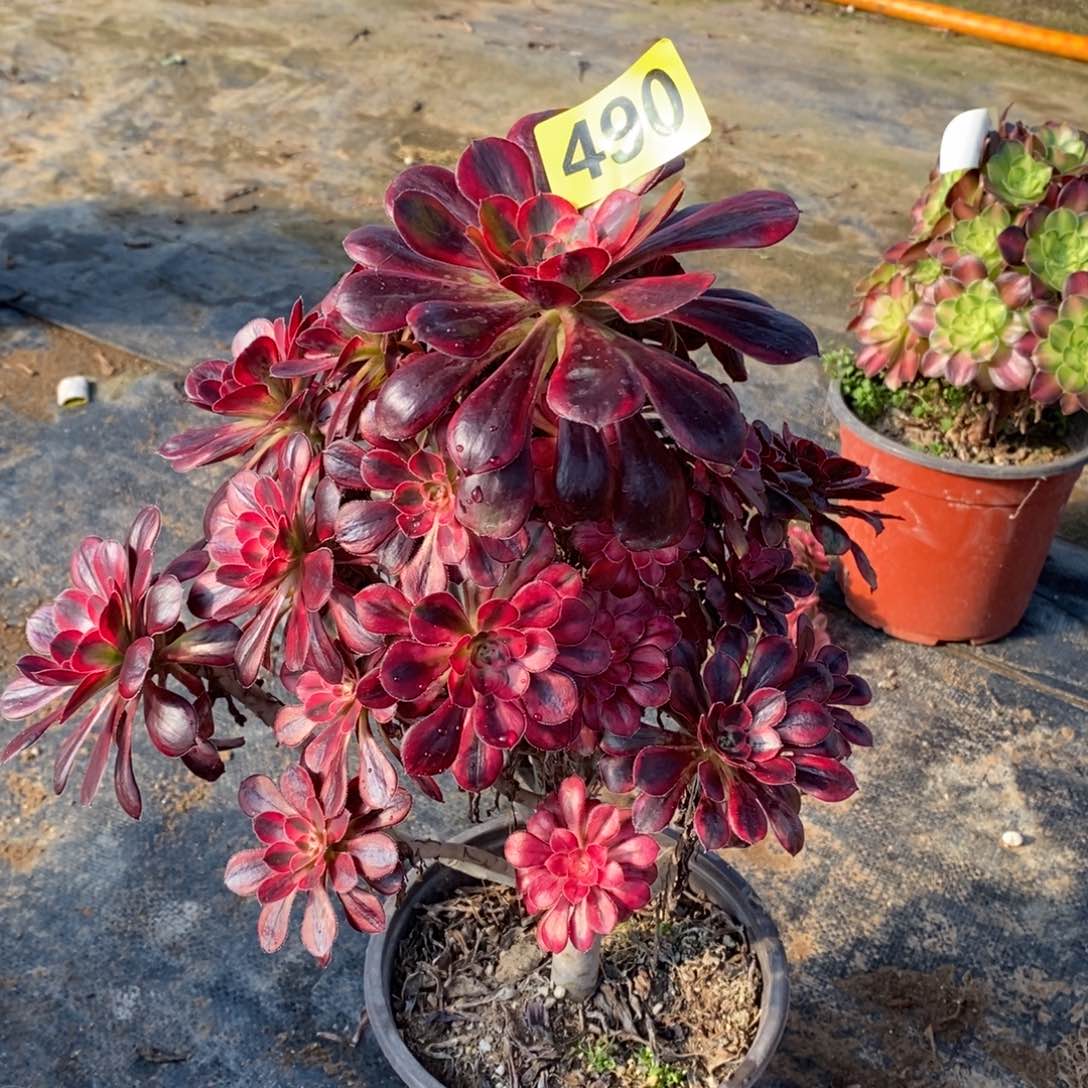 香奈儿多肉法师490