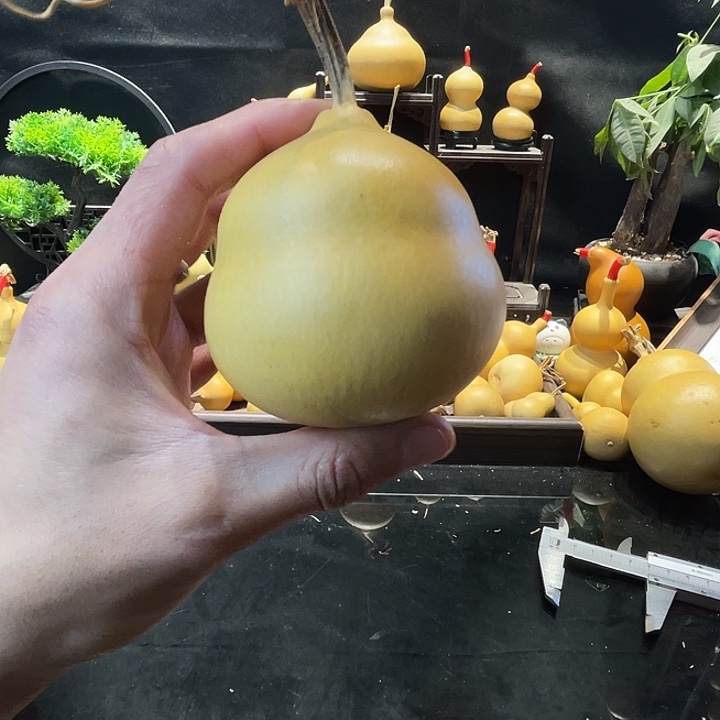 五个胖墩姐姐专拍