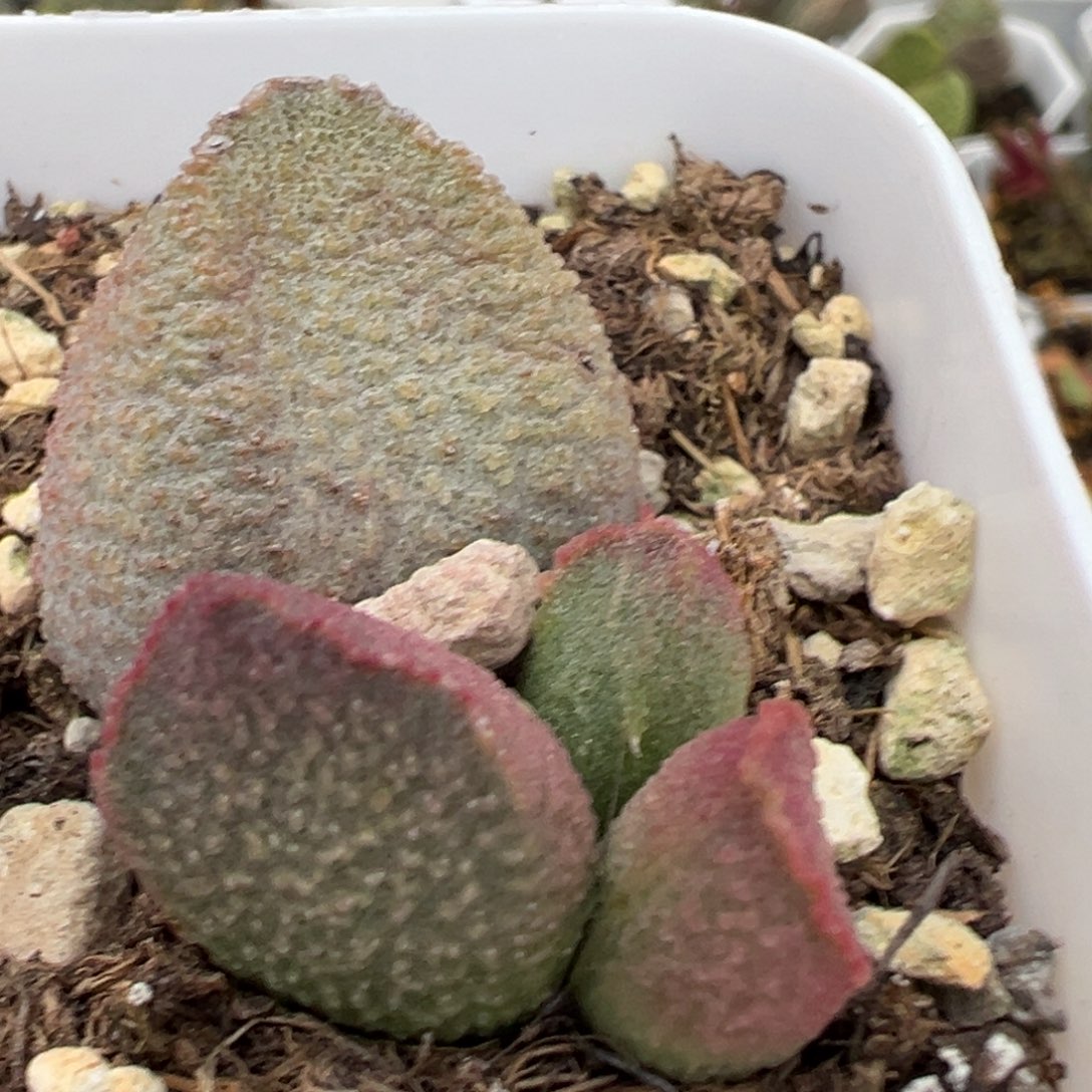 赛猪肝大苗多肉植物