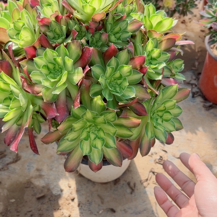 93韶华多肉植物的生长