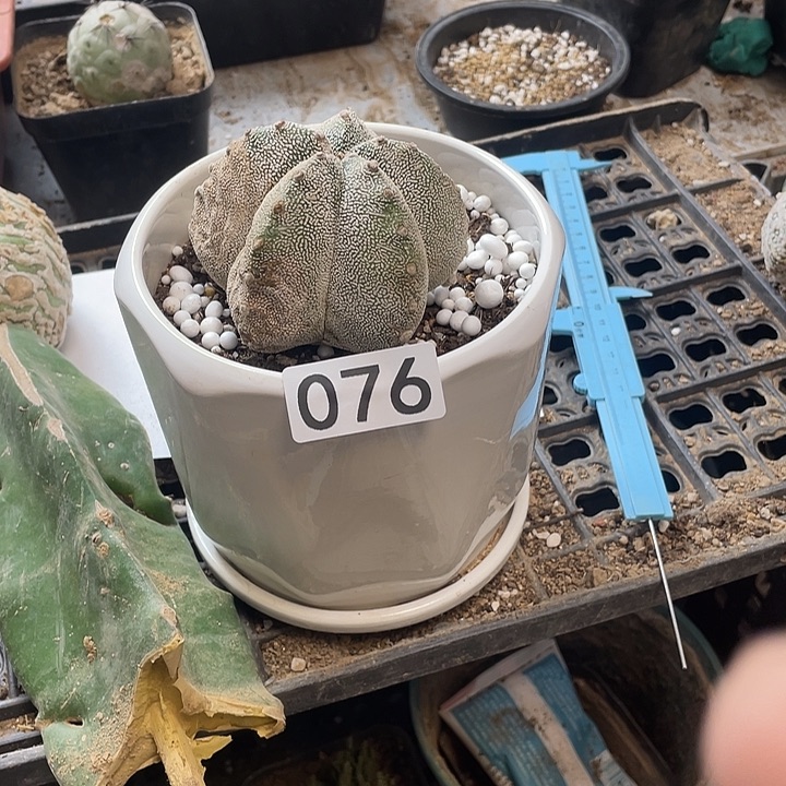 仙人球的76号球草球