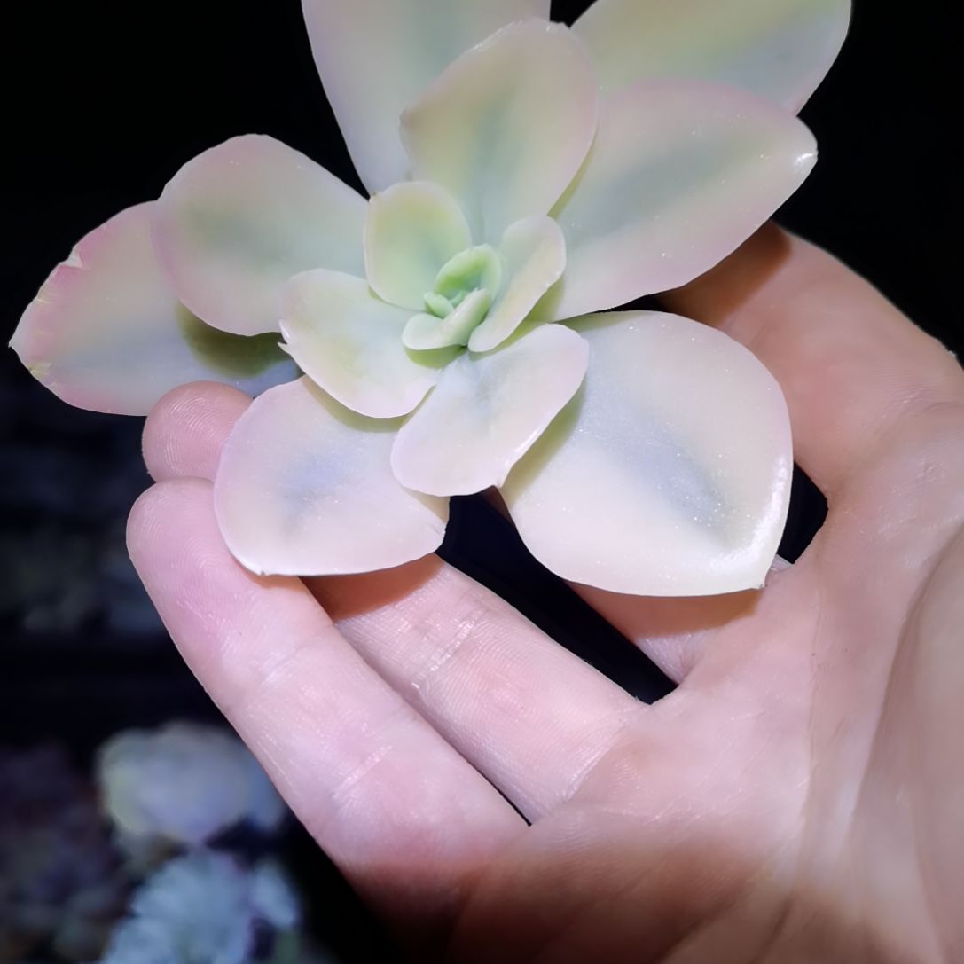 星娜塔白覆轮二代主头头盖就一个