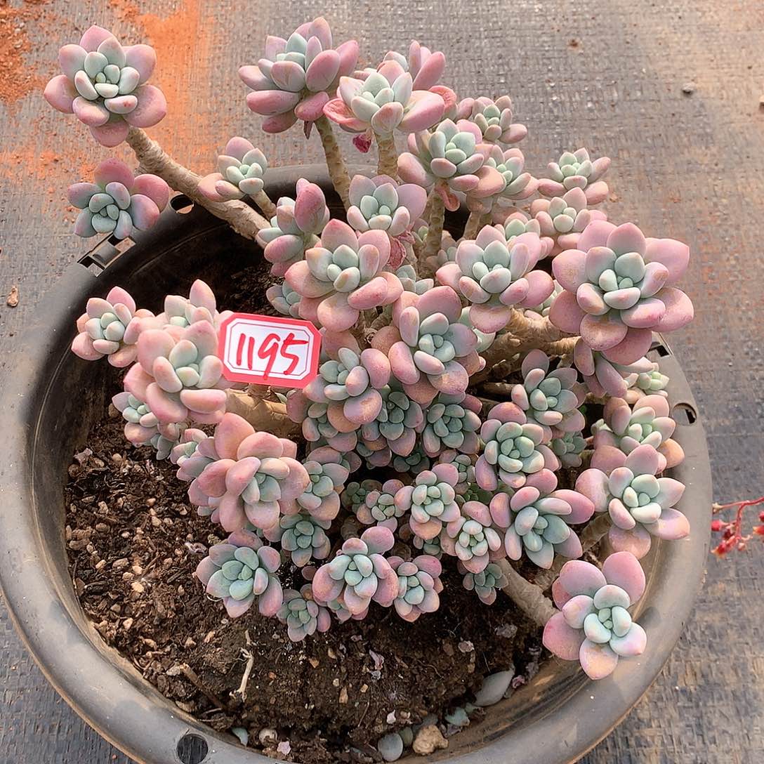 红洛神1195晓晓一物一拍