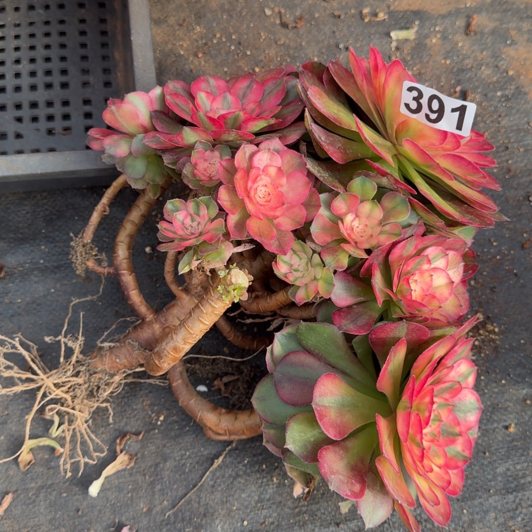 391多肉植物荔枝有砍特价