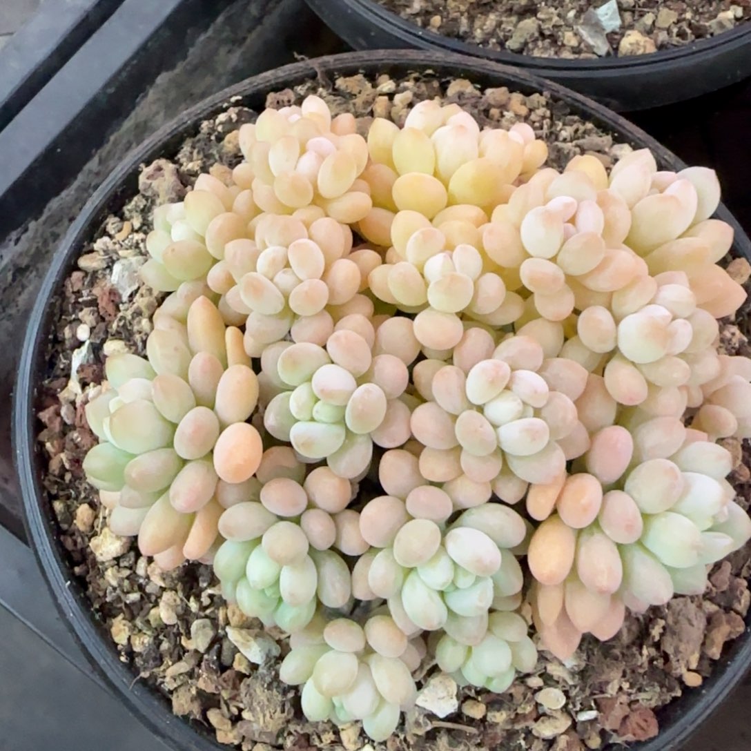 多肉植物一物一拍