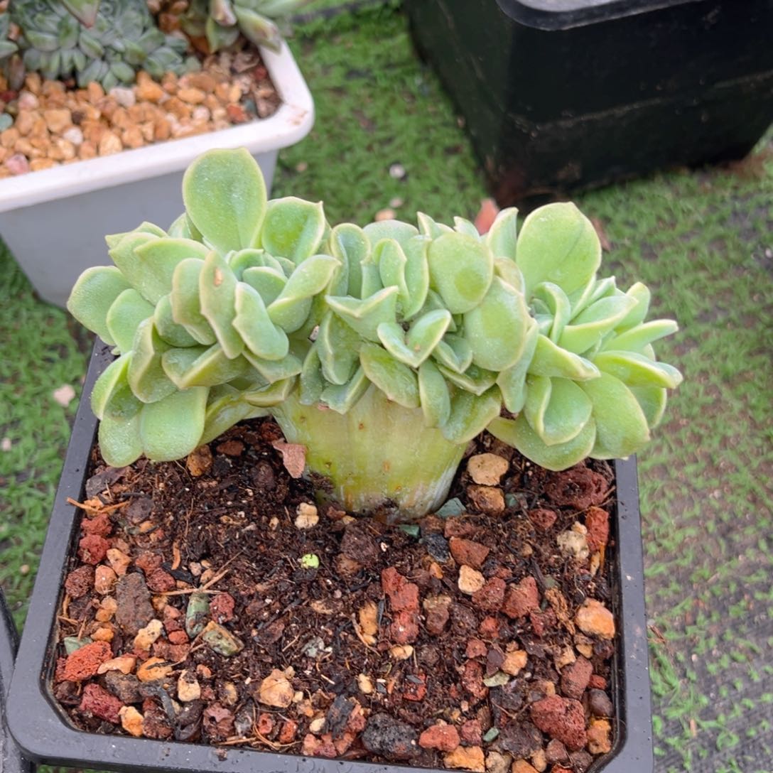 可爱玫瑰缀88888888888