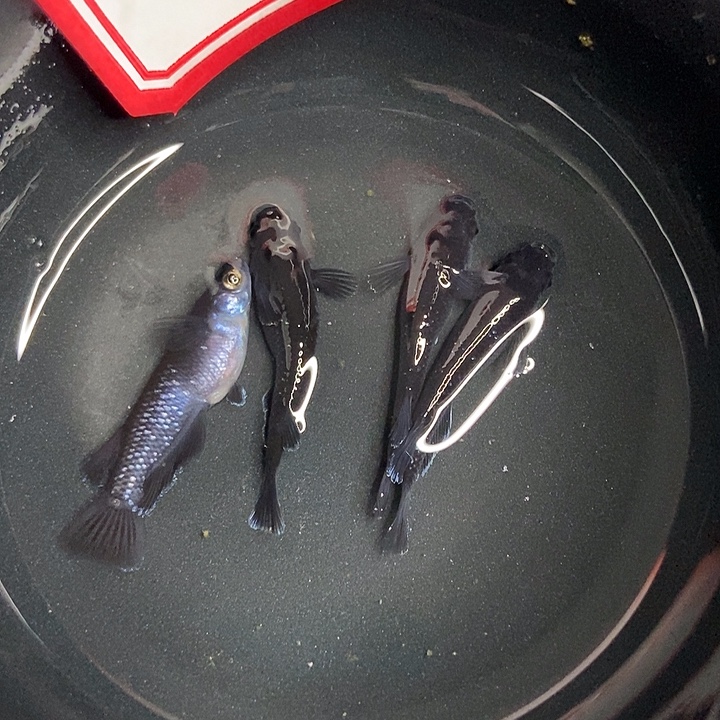 青鳉鱼墨子青鱂6号天目