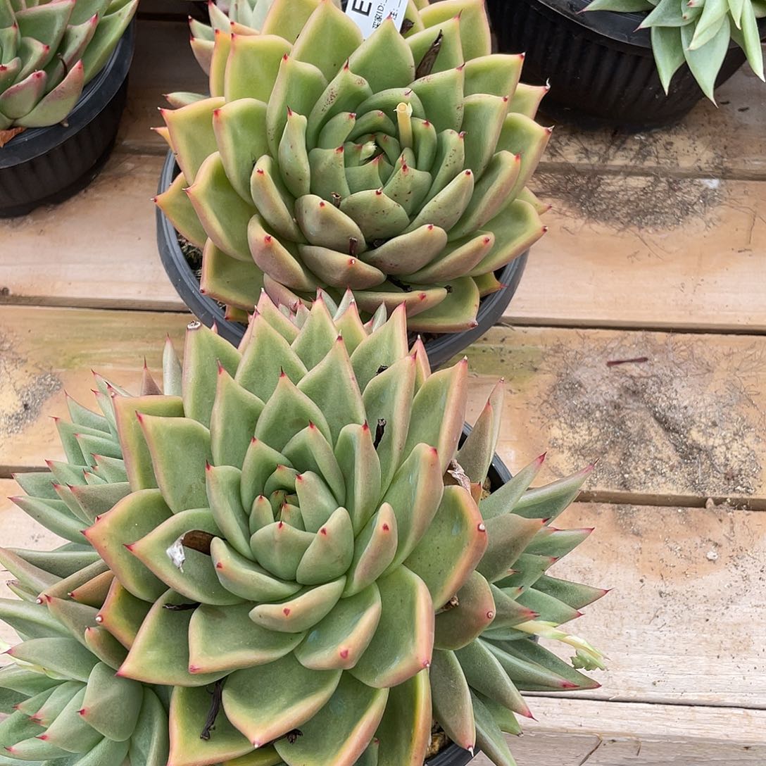 若如多肉组拍E187