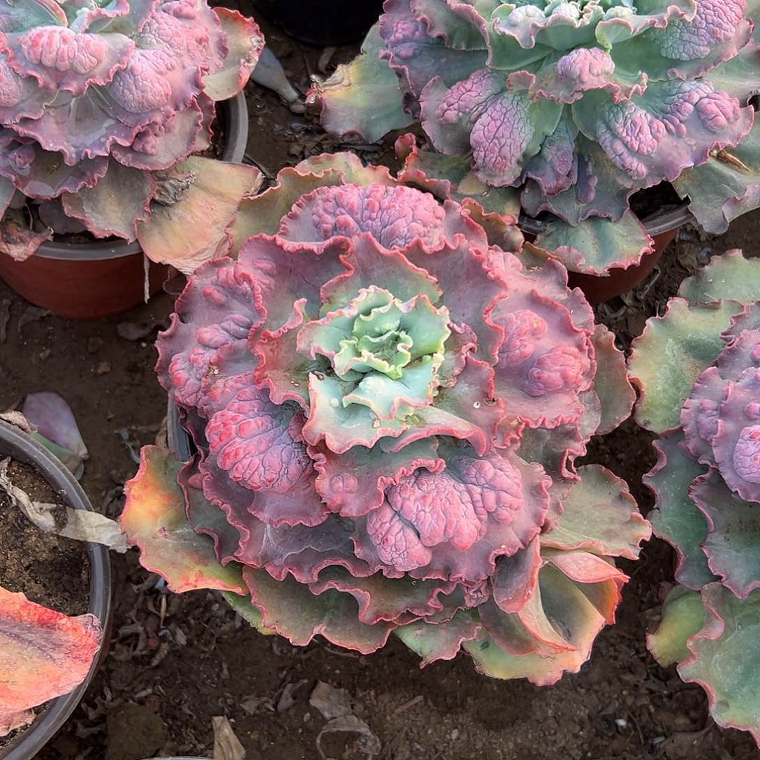 多肉植物大颗男爵