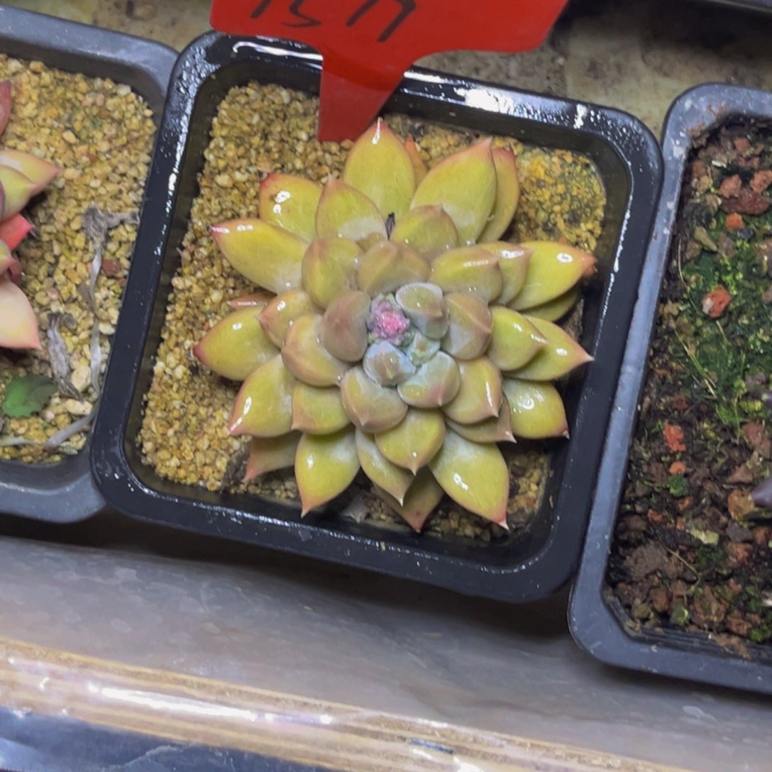 1519号晚上多肉植物群生，