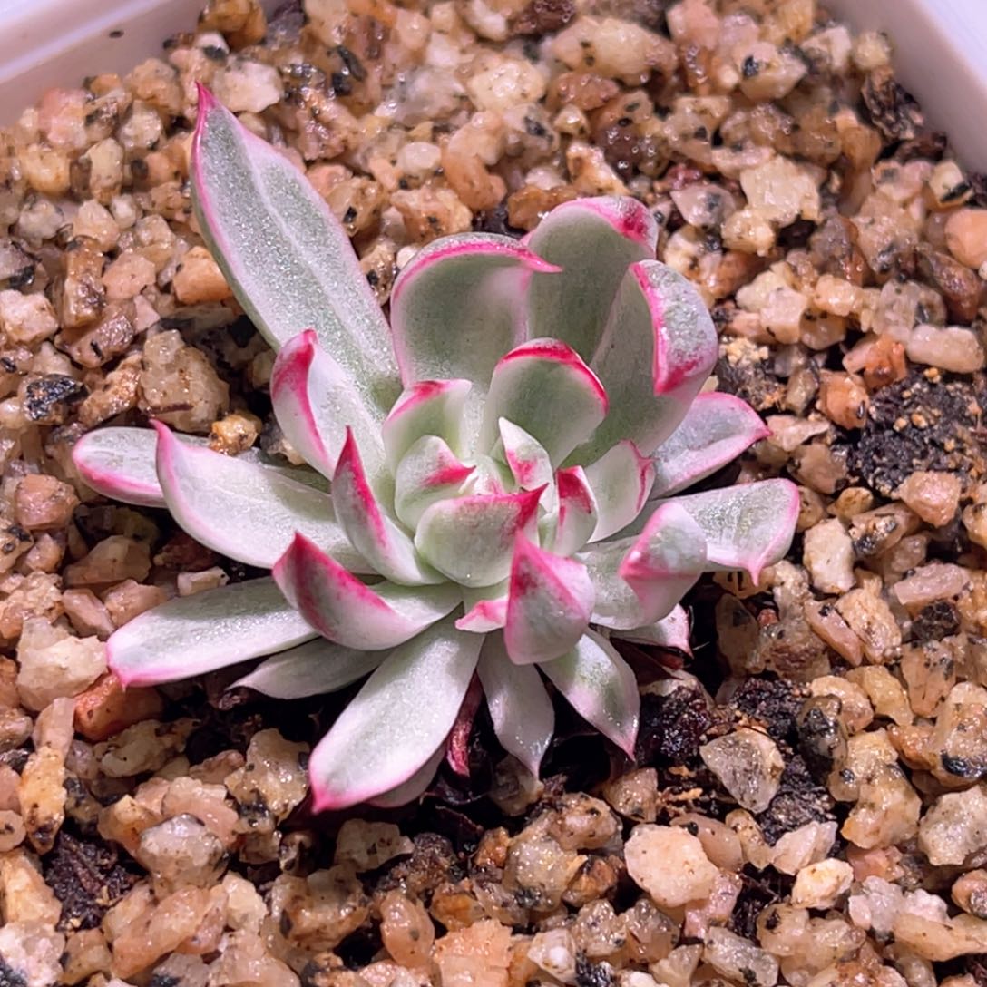 多肉特价No9锦宽锦