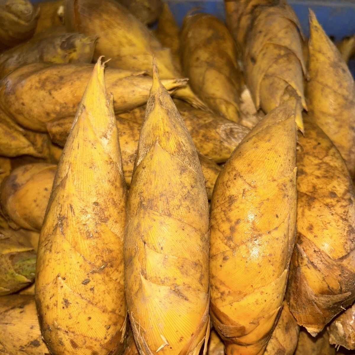 娟姐代购【5斤新鲜现挖冬笋大笋去根】单颗3两以上