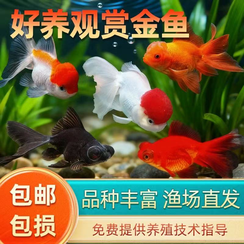 【进阶礼包】赛级黄金尺寸好养耐活冷水国粹观赏金鱼9条6-8厘米包邮
