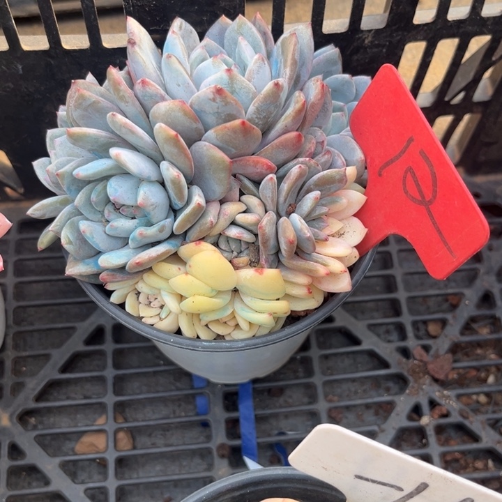 蔷***院两单包邮，一物一拍12