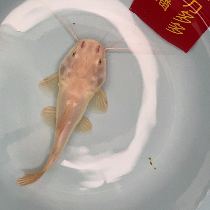 海水黄金招财猫闪购喜欢的拍