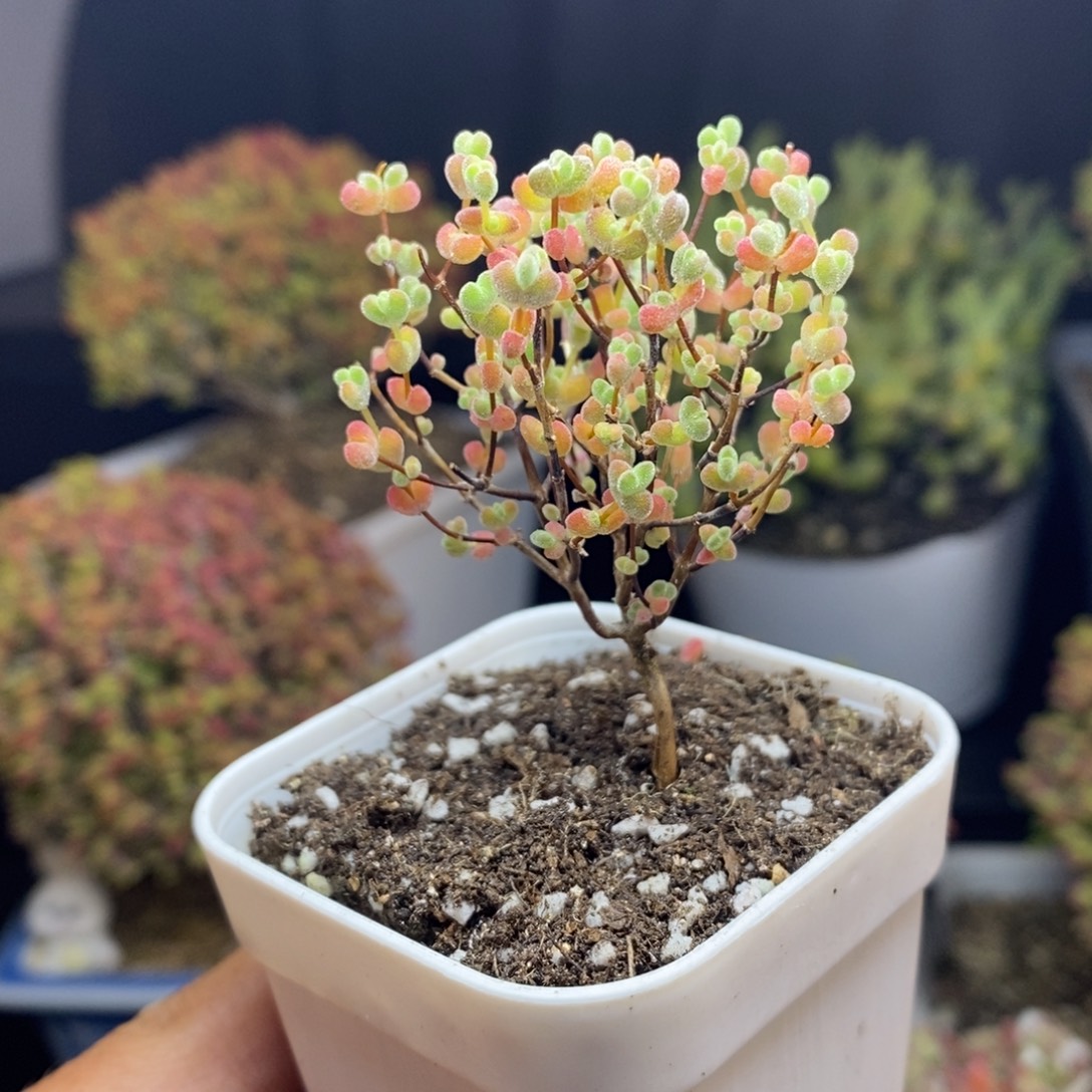 无花朵19号实生精控莱斯