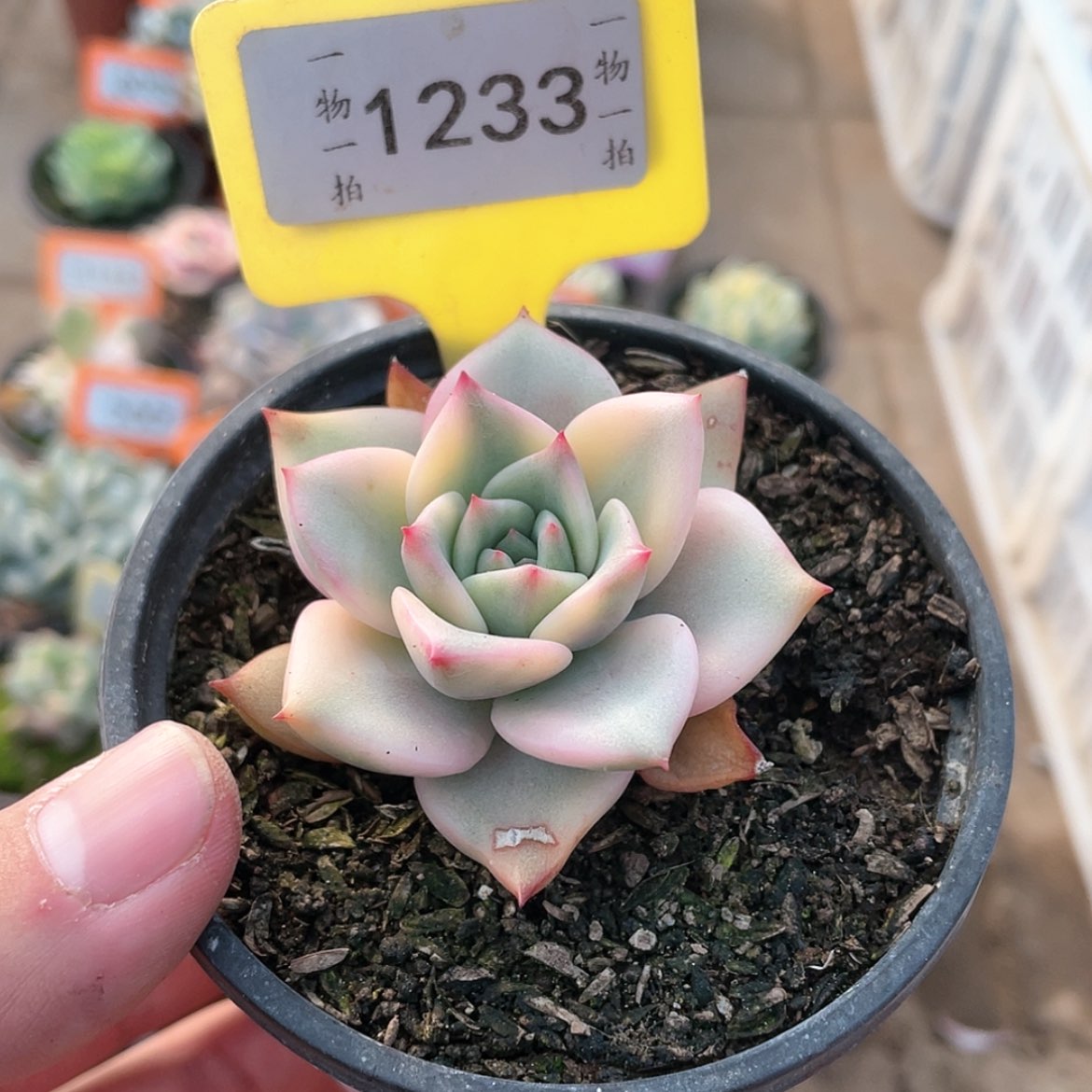 【闪购商品】1233号