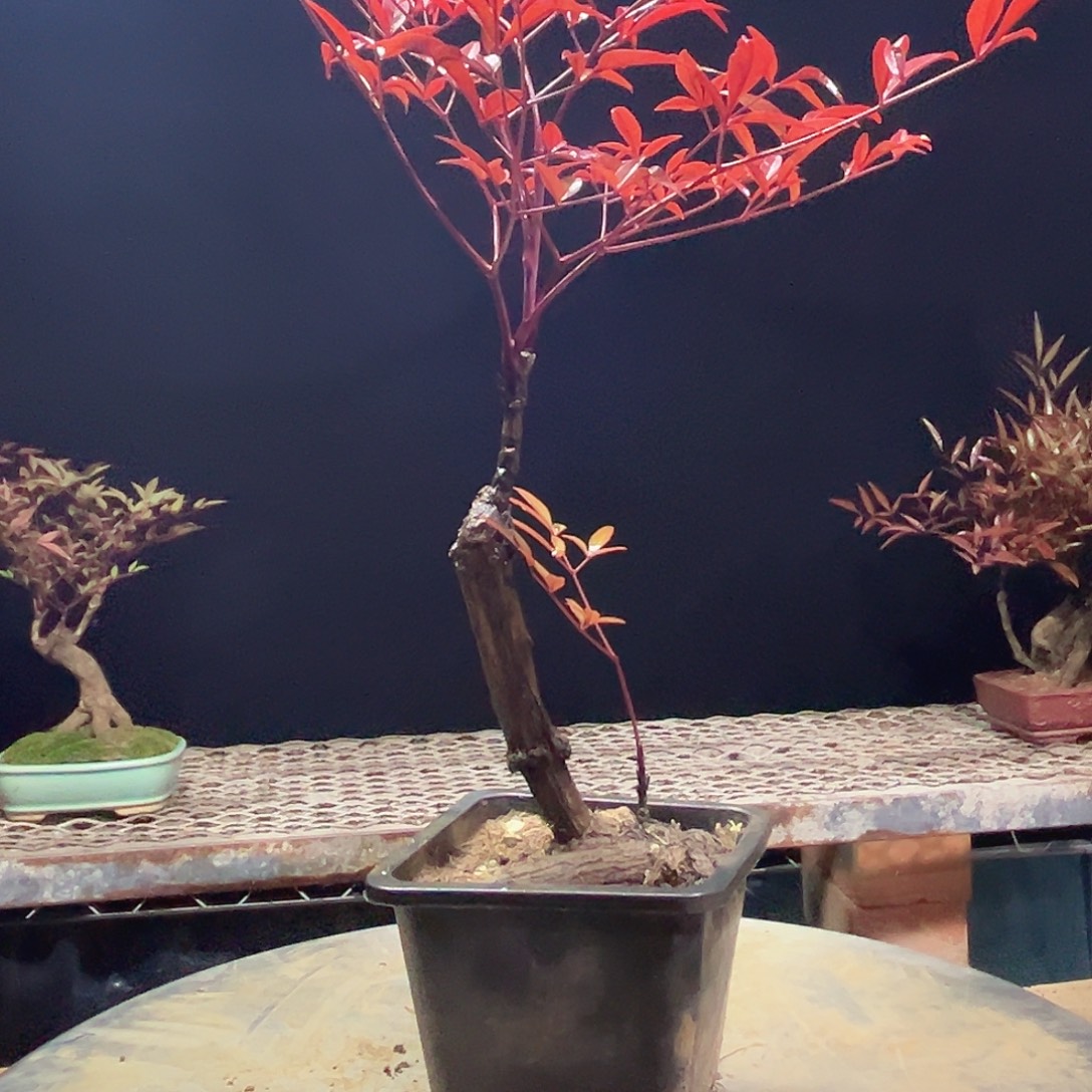 不开花植物0000010