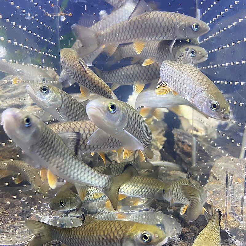 武夷山军鱼鱼苗淡水观赏鱼原生冷水鱼耐寒耐活好养溪流鱼