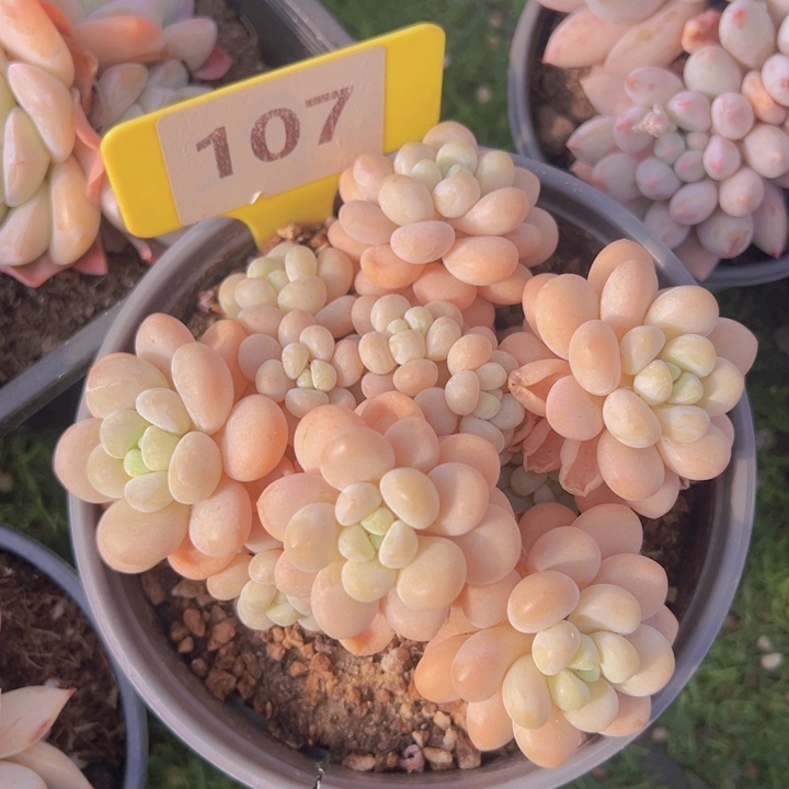 健健康康平平安安