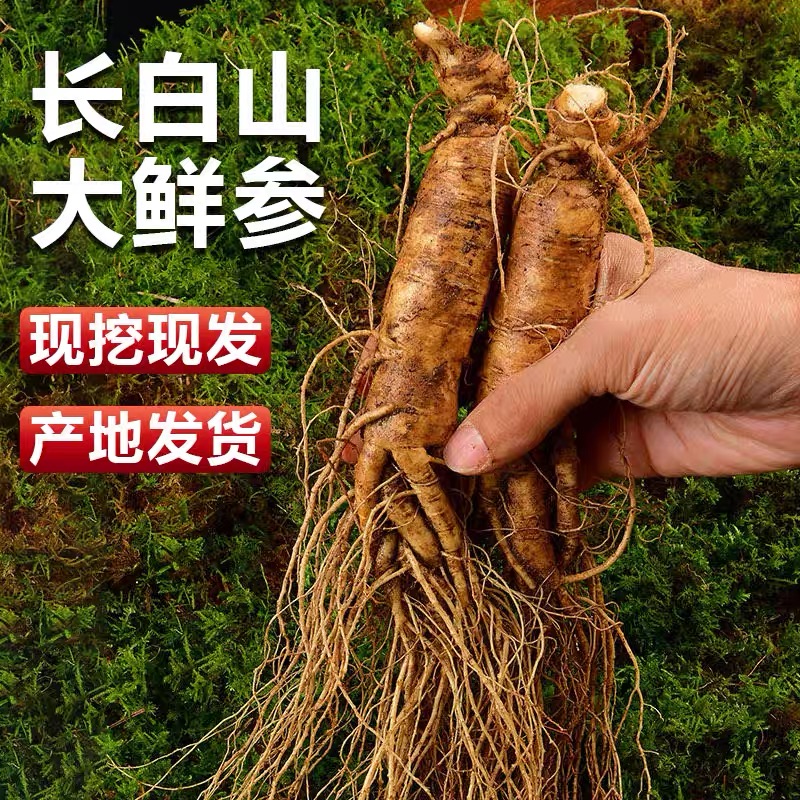 长白山新鲜现采现挖人参10颗左右适合中老年泡酒煲汤