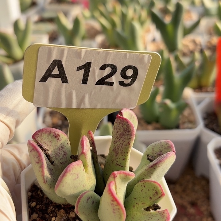 129mmmmmmmnnmmmnnjbbb