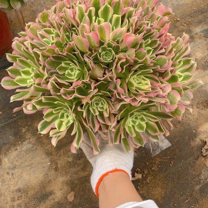 781雨花石法师多肉断枝不售后