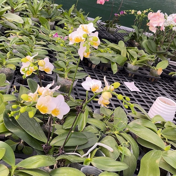 大部分花苞少量开放068共两颗无售后